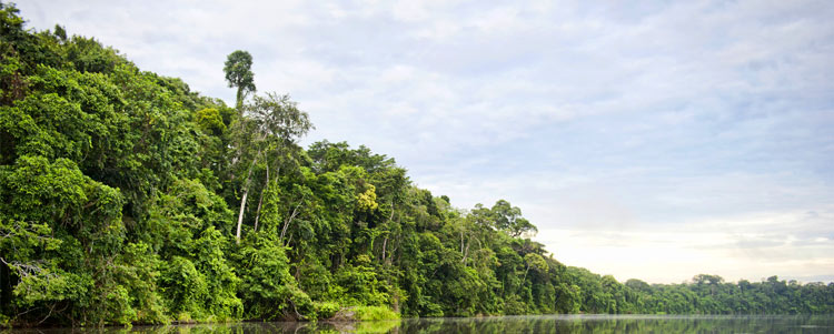 Aankoop Regenwoud